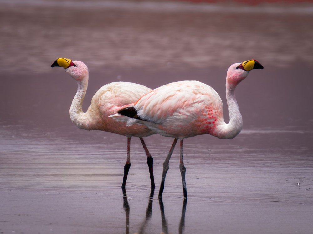 Pink Flamingos Reflections