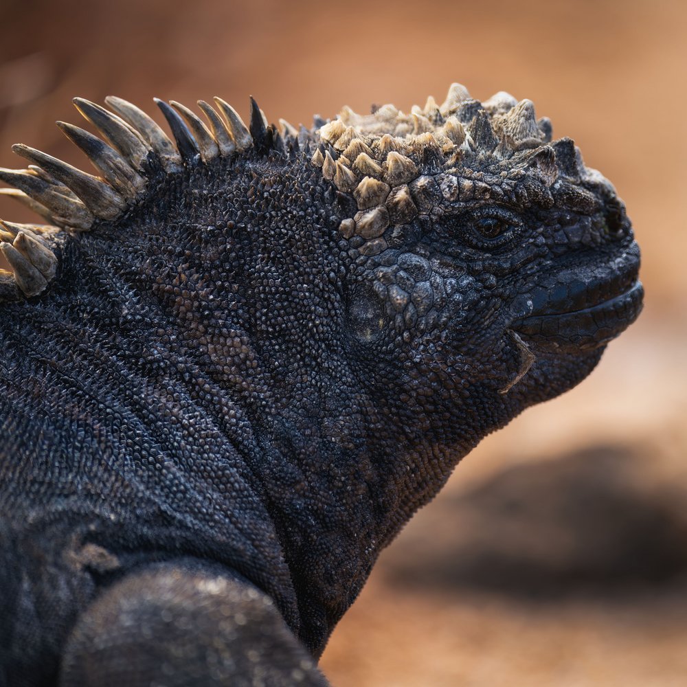 Marine Iguana Profile