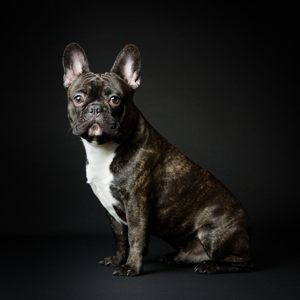 Attentive French Bulldog