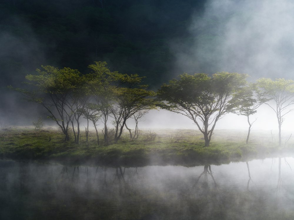 Misty Lake Trees
