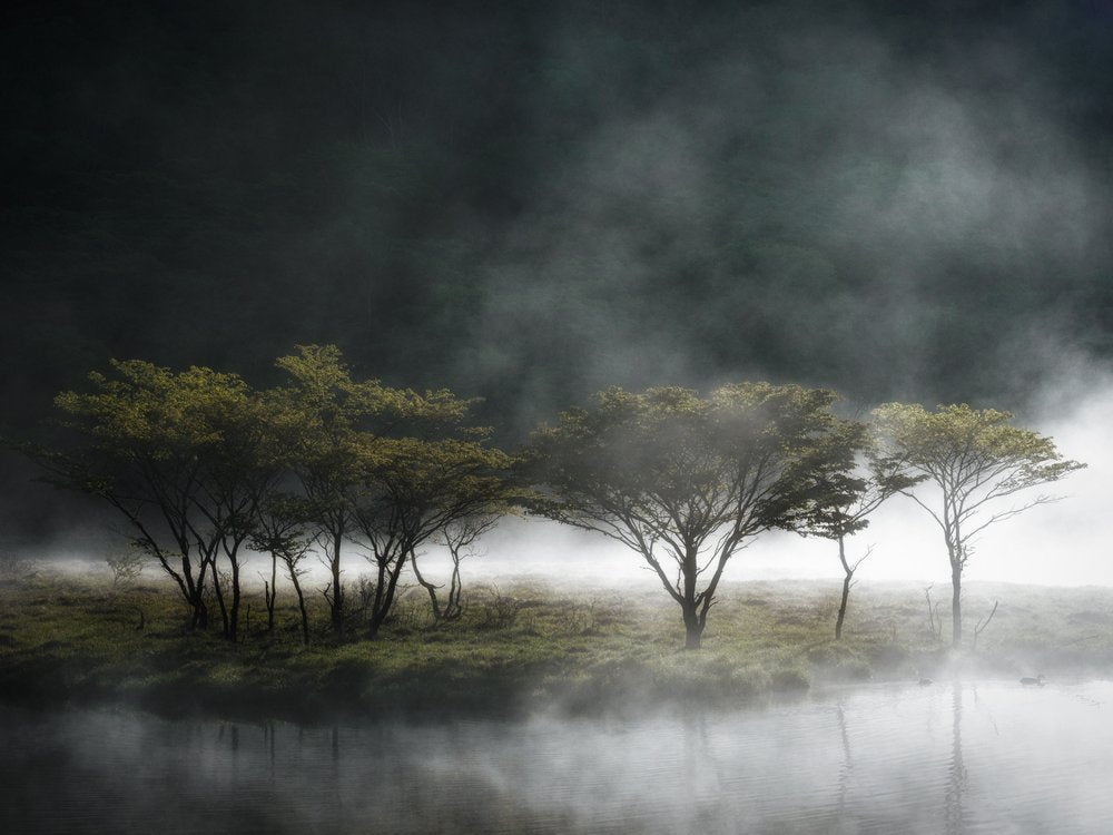 Misty Lake Trees