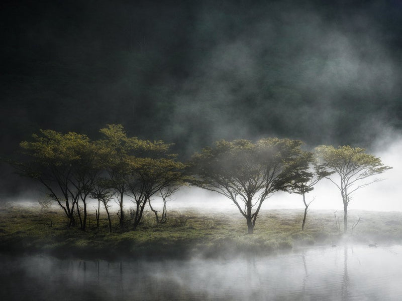 Misty Lake Trees
