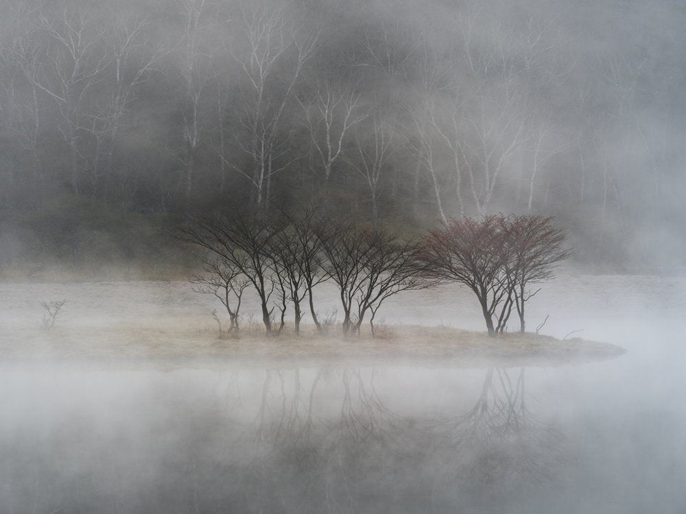 Misty Lake Island Trees