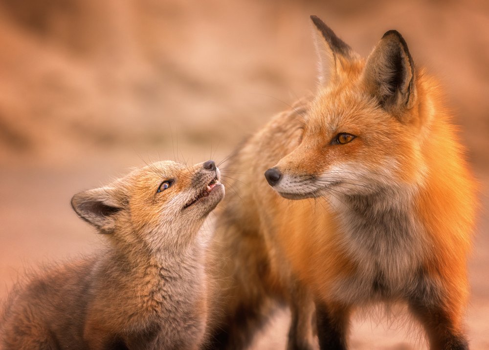 Curious Fox Kit