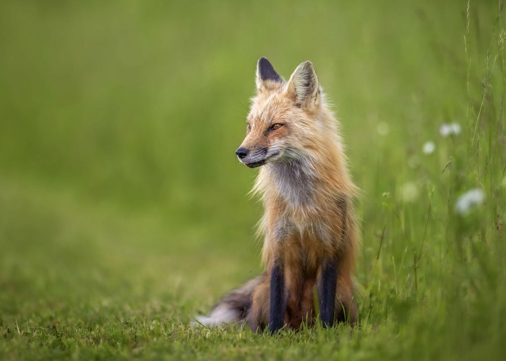 Serene Red Fox
