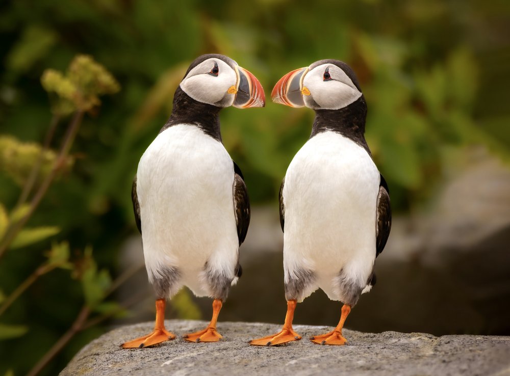 Engaged Puffin Pair