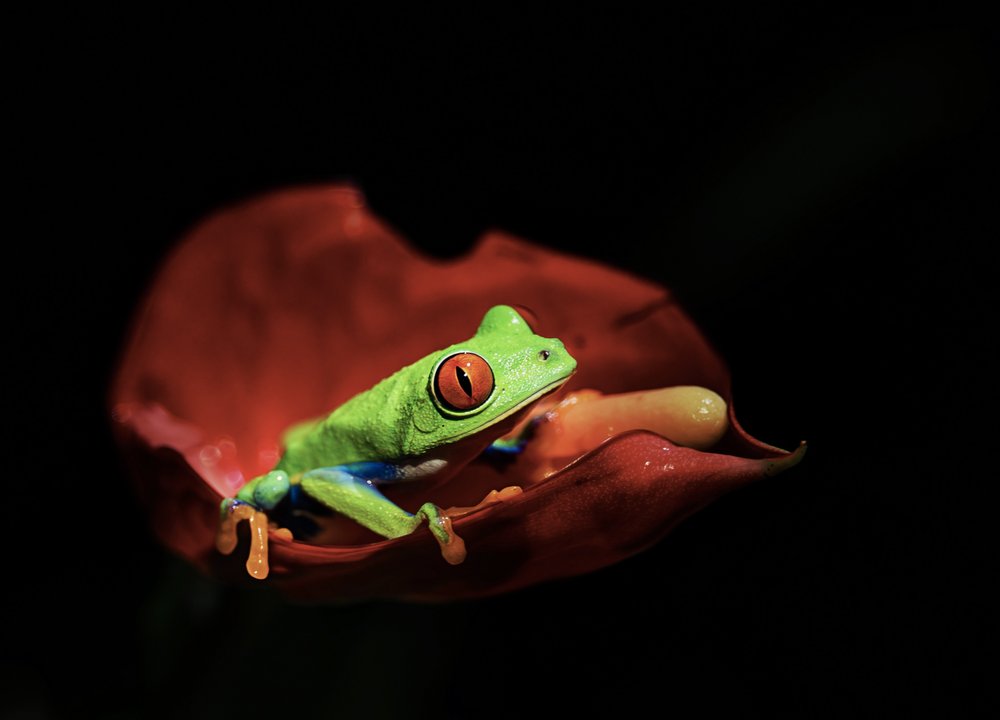 Red-Eyed Tree Frog