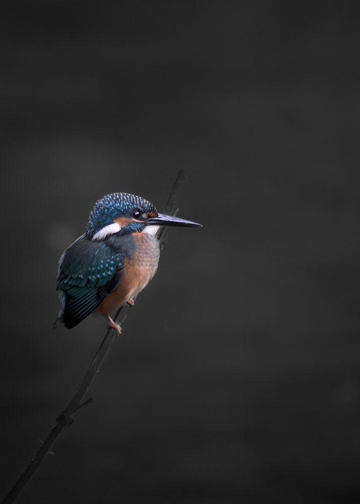 Vivid Kingfisher Perched