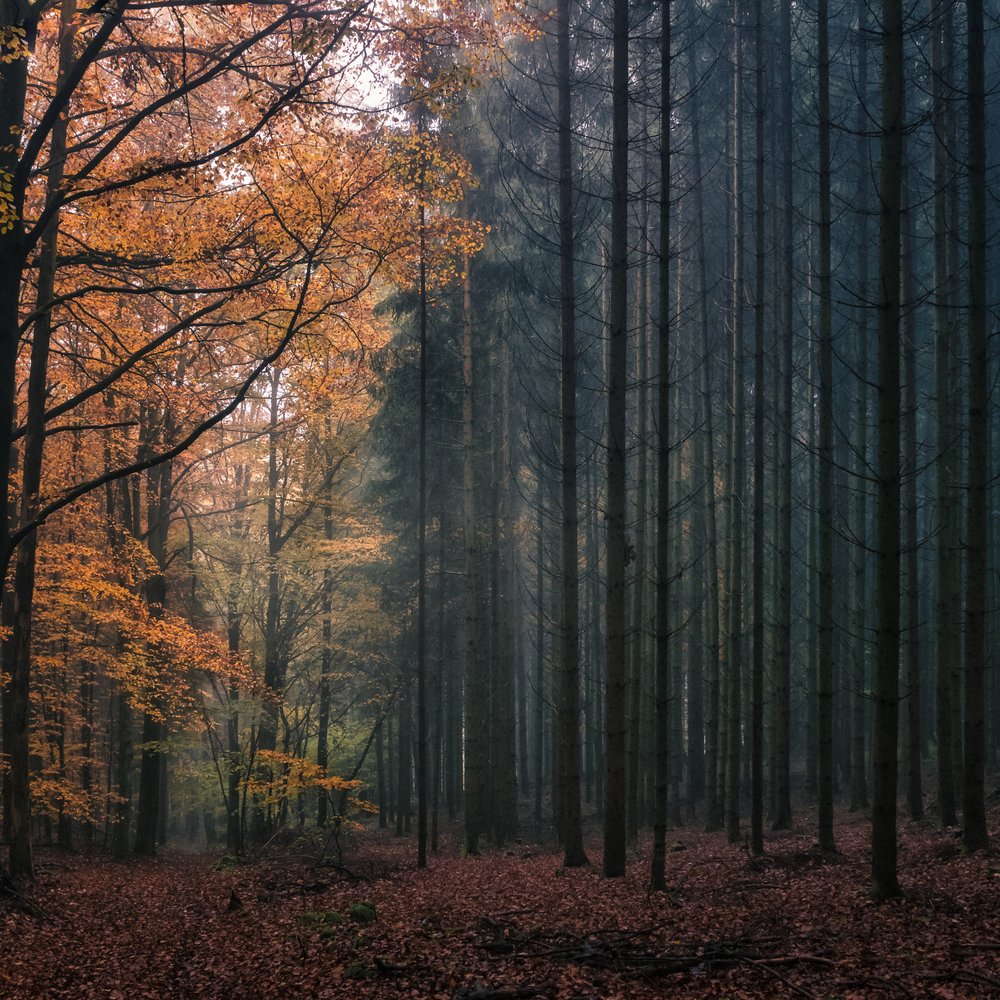 Autumn Forest Contrast