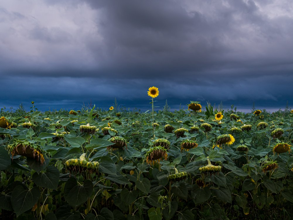 Golden Sunflower Storm