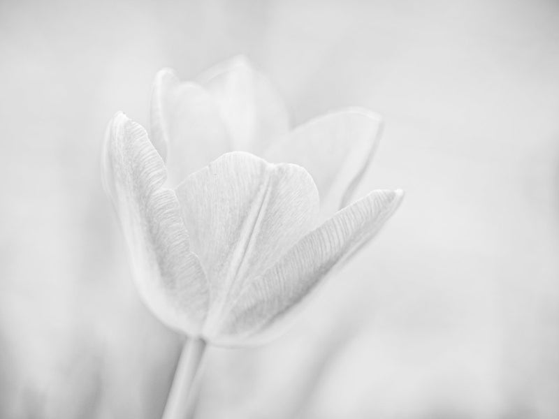Soft Tulip Bloom