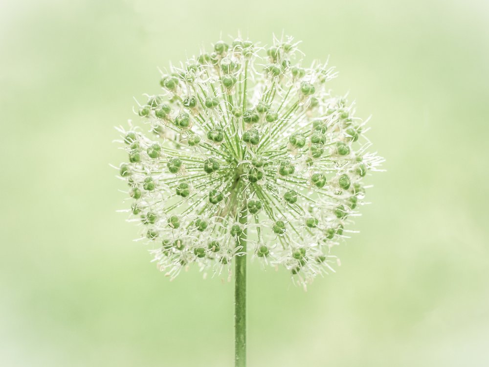 Soft Green Allium Bloom