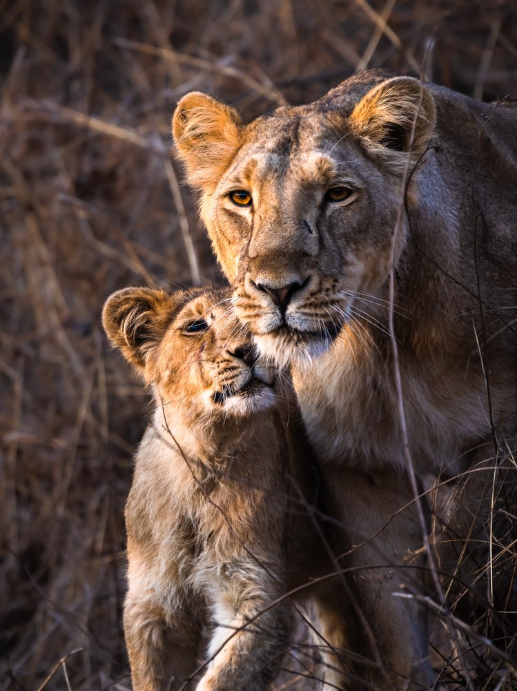 Tender Lioness Cub