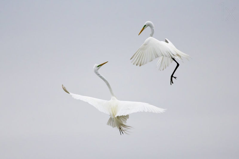 Elegant Egrets In Flight