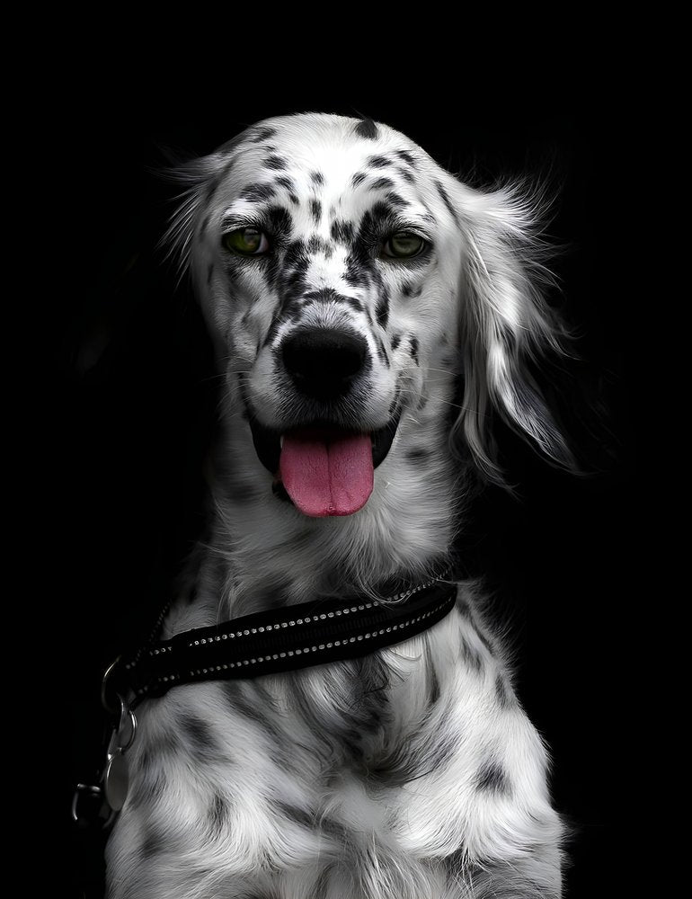 Happy Spotted Setter