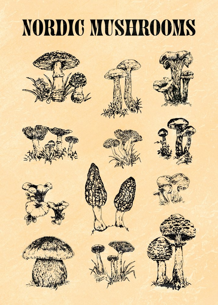 Nordic Mushroom Sketch
