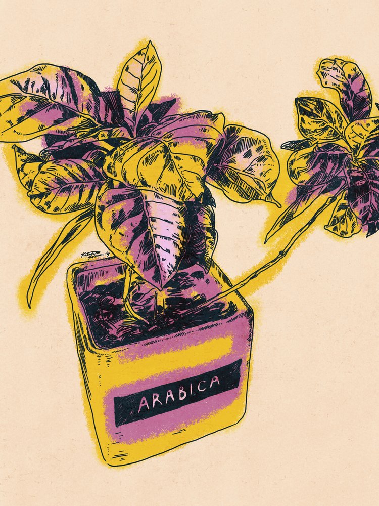 Vibrant Arabica Plant