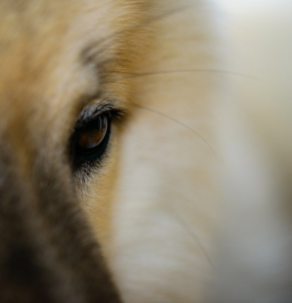 Soulful Canine Eye
