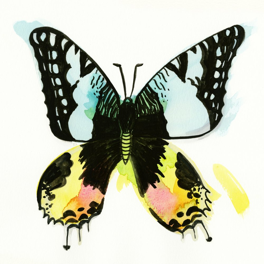 Colorful Watercolor Butterfly