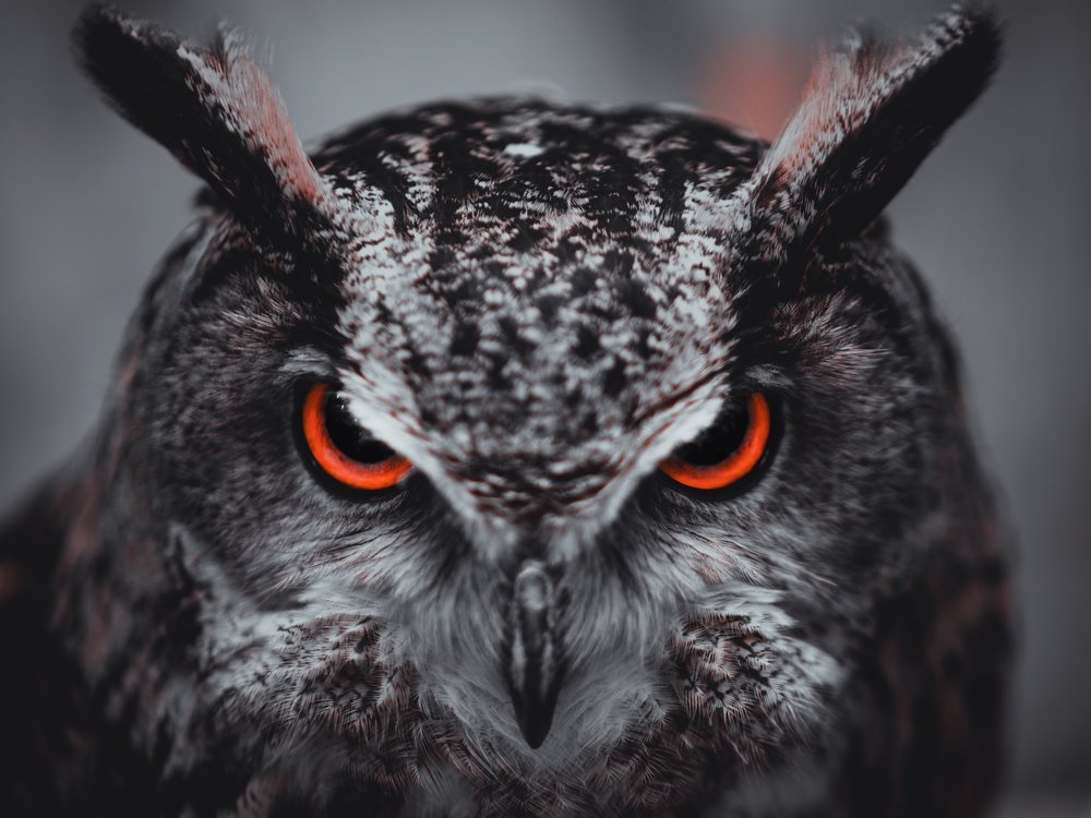 Intense Owl Gaze