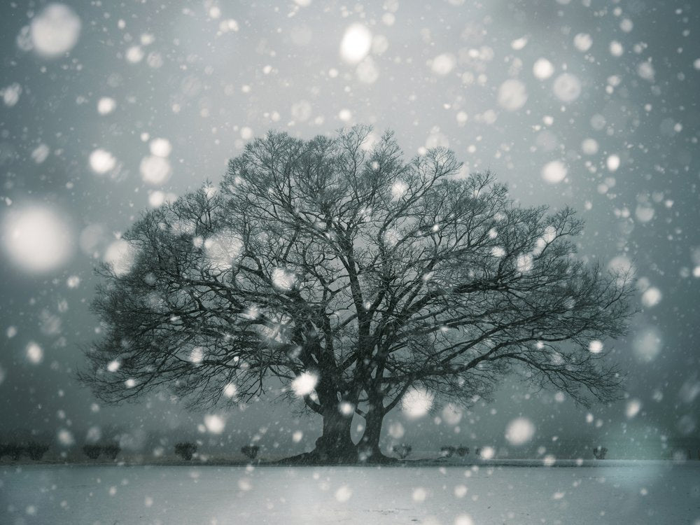 Solitary Winter Tree