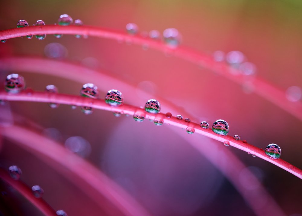 Vibrant Red Leaf Droplets