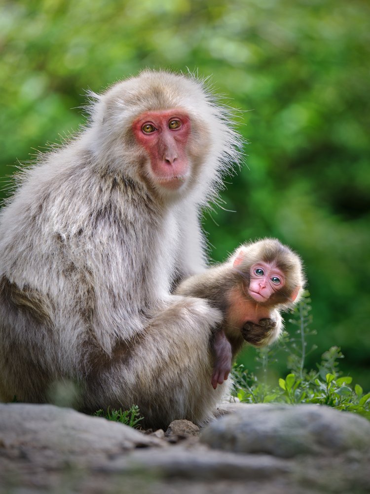 Cute Monkey Family Moment