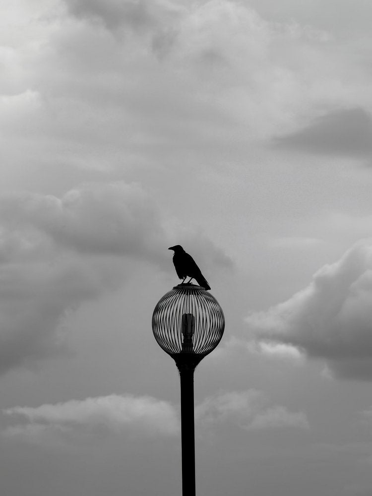 Solitary Crow Streetlight