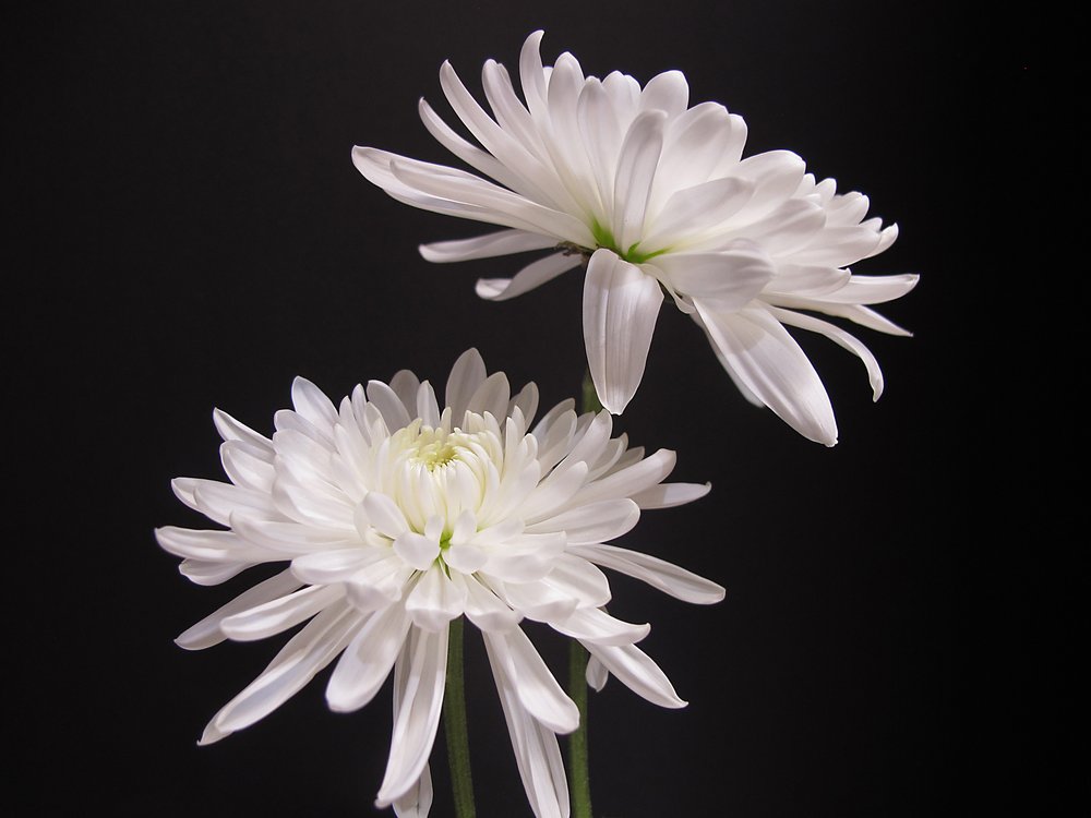 White Chrysanthemum Duo