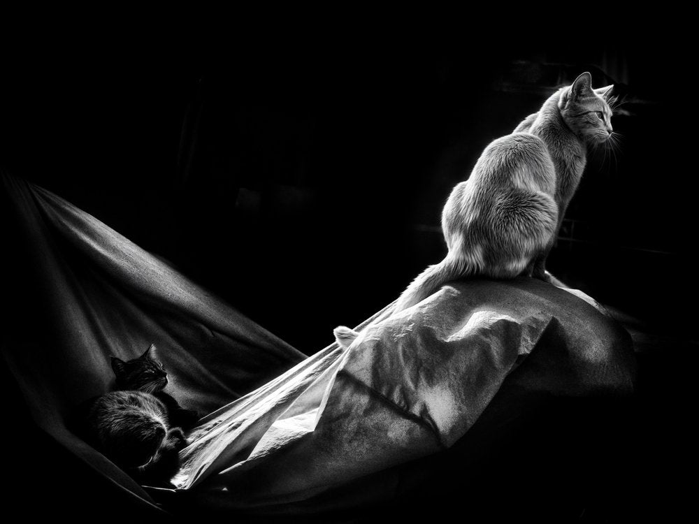 Monochrome Cats Hammock