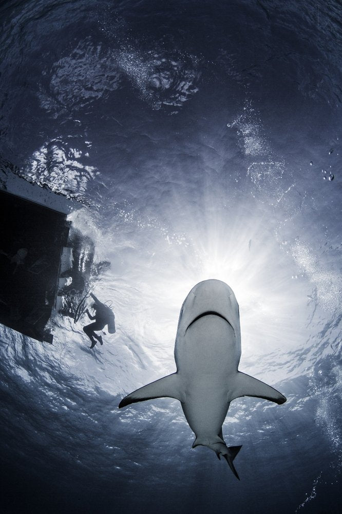 Underwater Shark Encounter