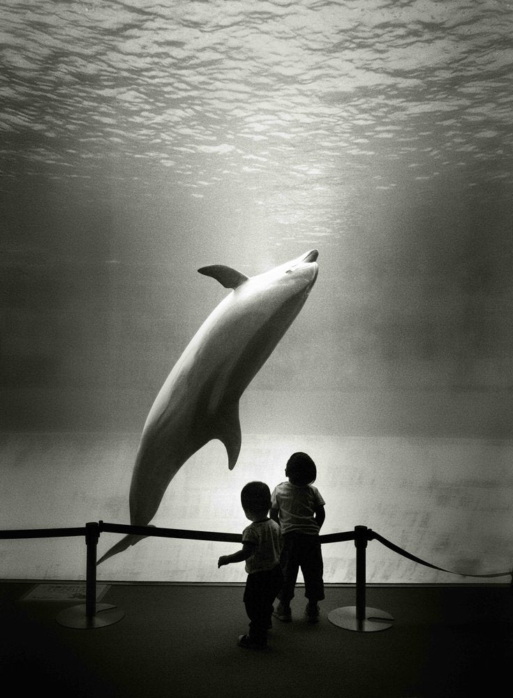 Dolphin And Children's Wonder