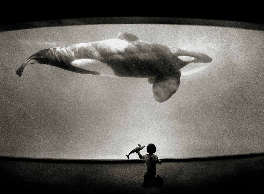 Child's Orca Wonder