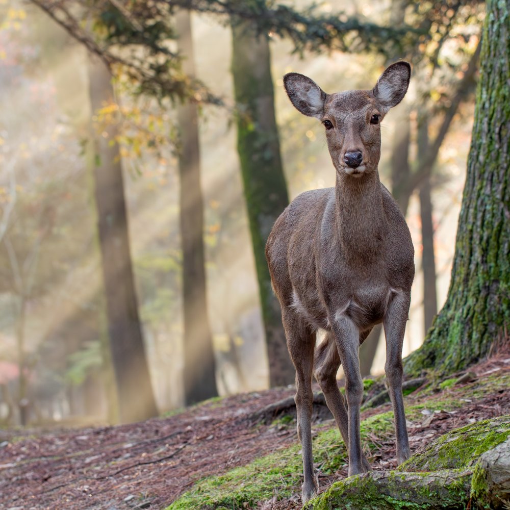 Deer in Morning Light