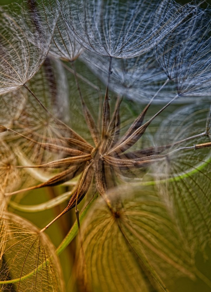 Ethereal Seed Head