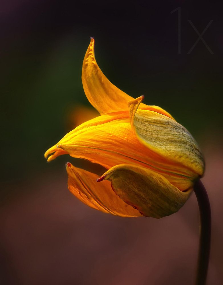 Soft Yellow Bloom