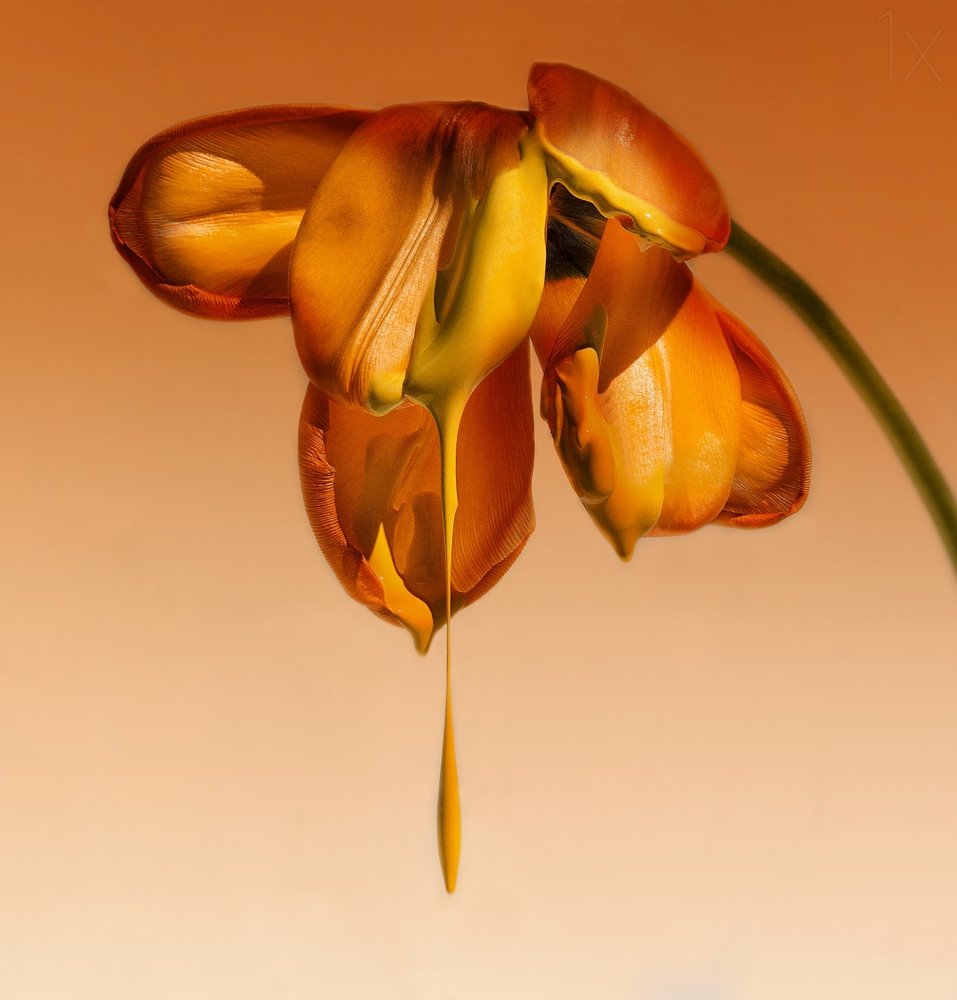 Dripping Orange Blooms