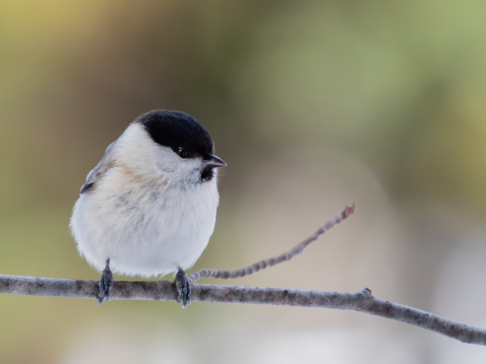 Black Capped Winter Tit
