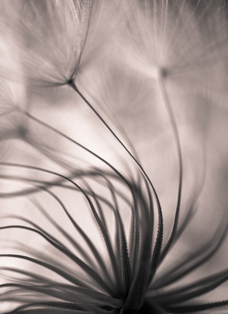 Delicate Dandelion Seeds