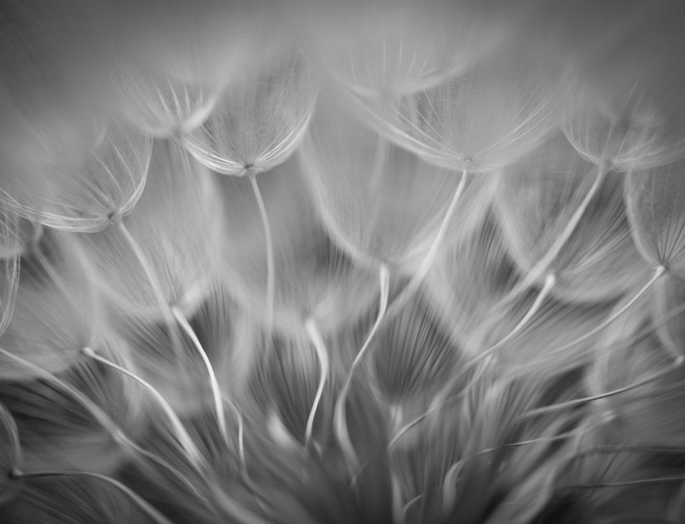 Dandelion Seed Whispers