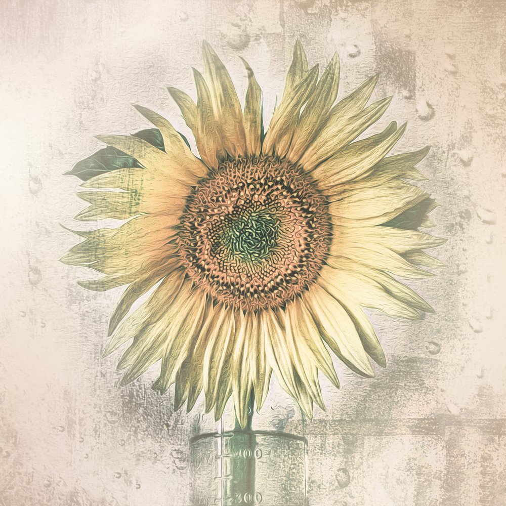 Rustic Sunflower Bloom