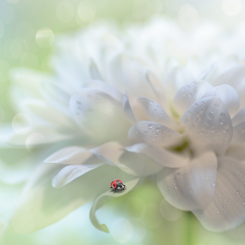 Delicate White Bloom with Ladybug