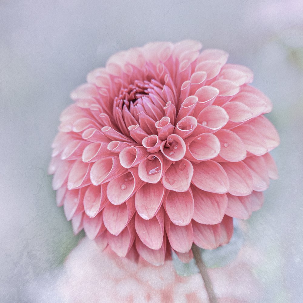 Soft Pink Dahlia