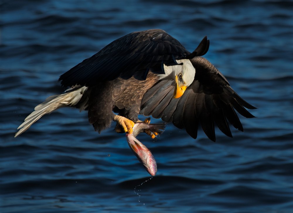 Bald Eagle Fishing