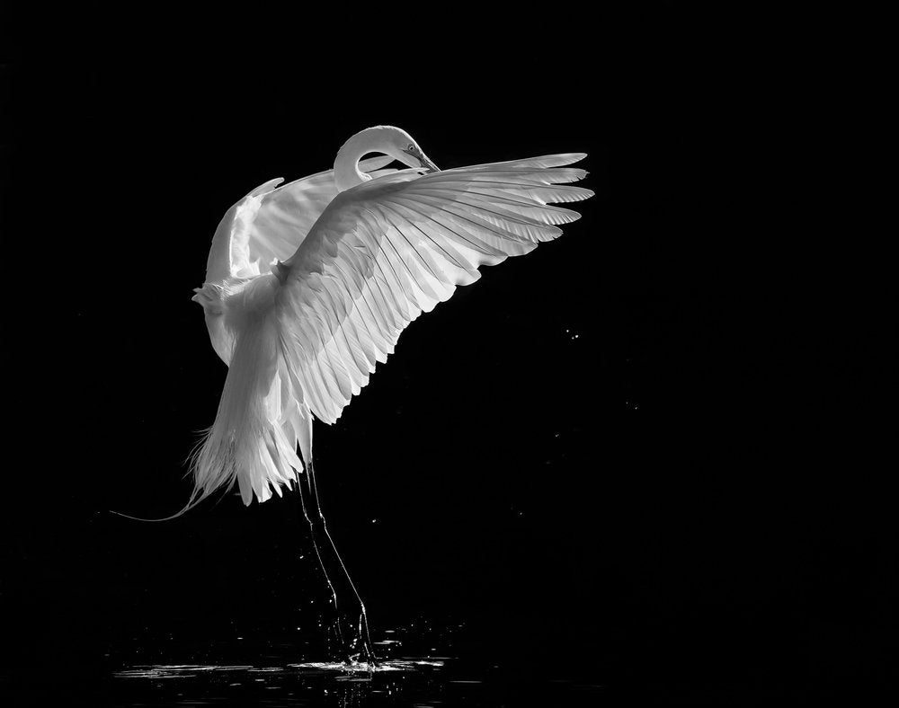 Graceful Egret Landing