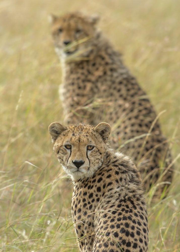 Alert Cheetahs