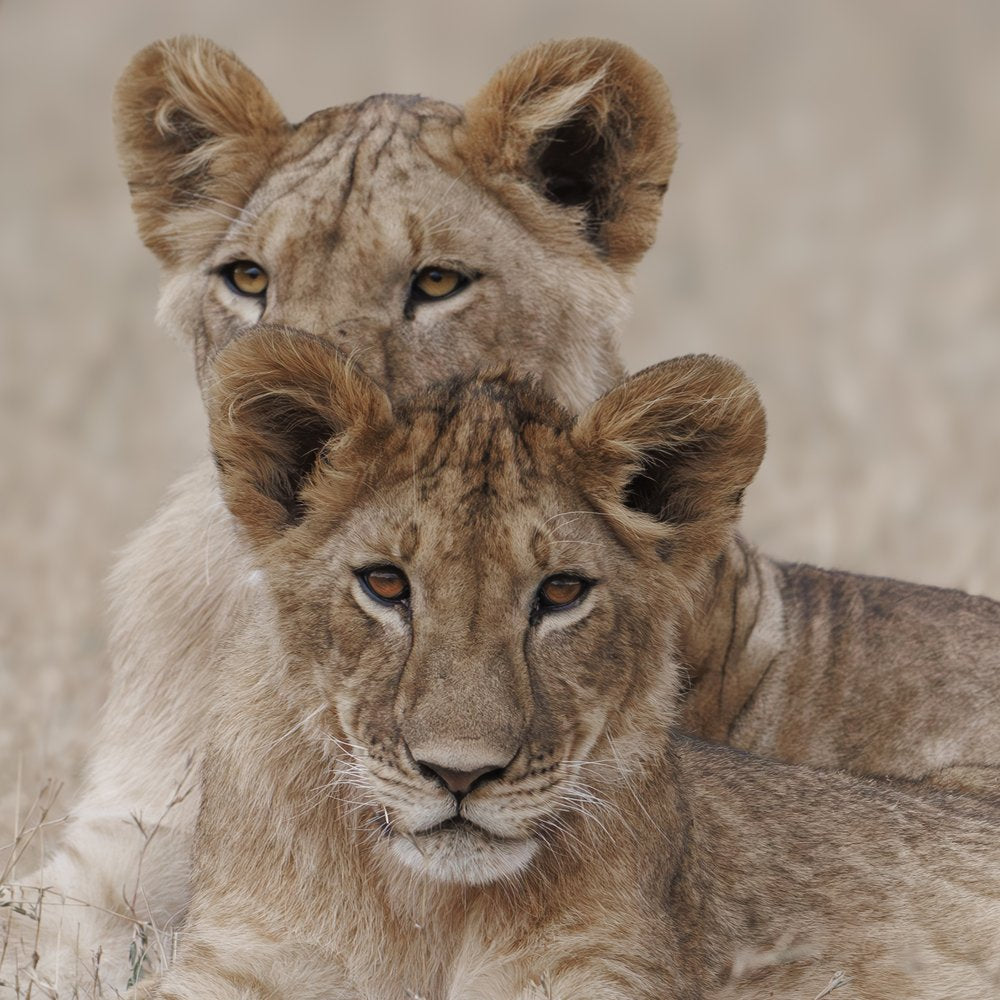 Two Curious Lion Cubs