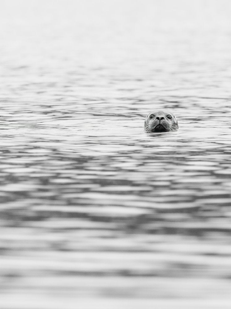 Curious Seal Gaze