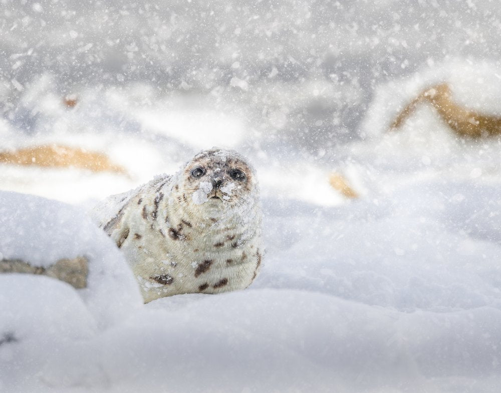Snowflake Baby Seal