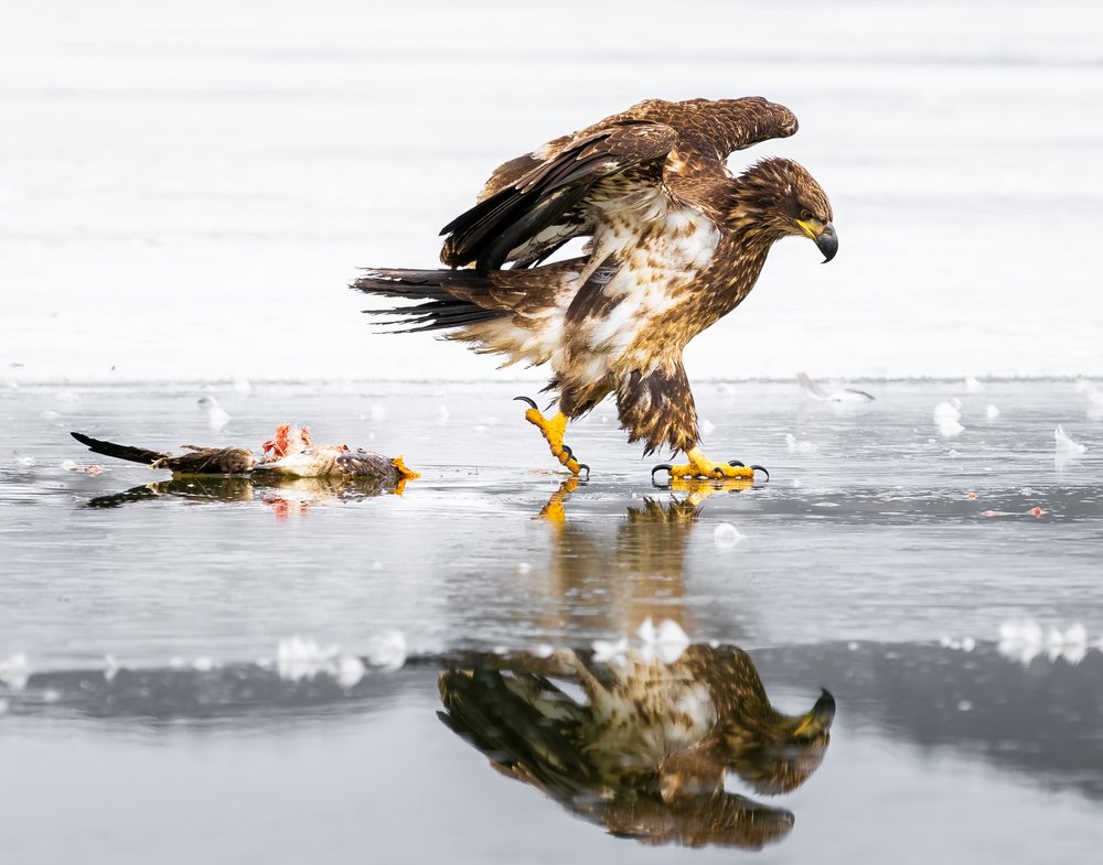 Eagle and Prey on Ice
